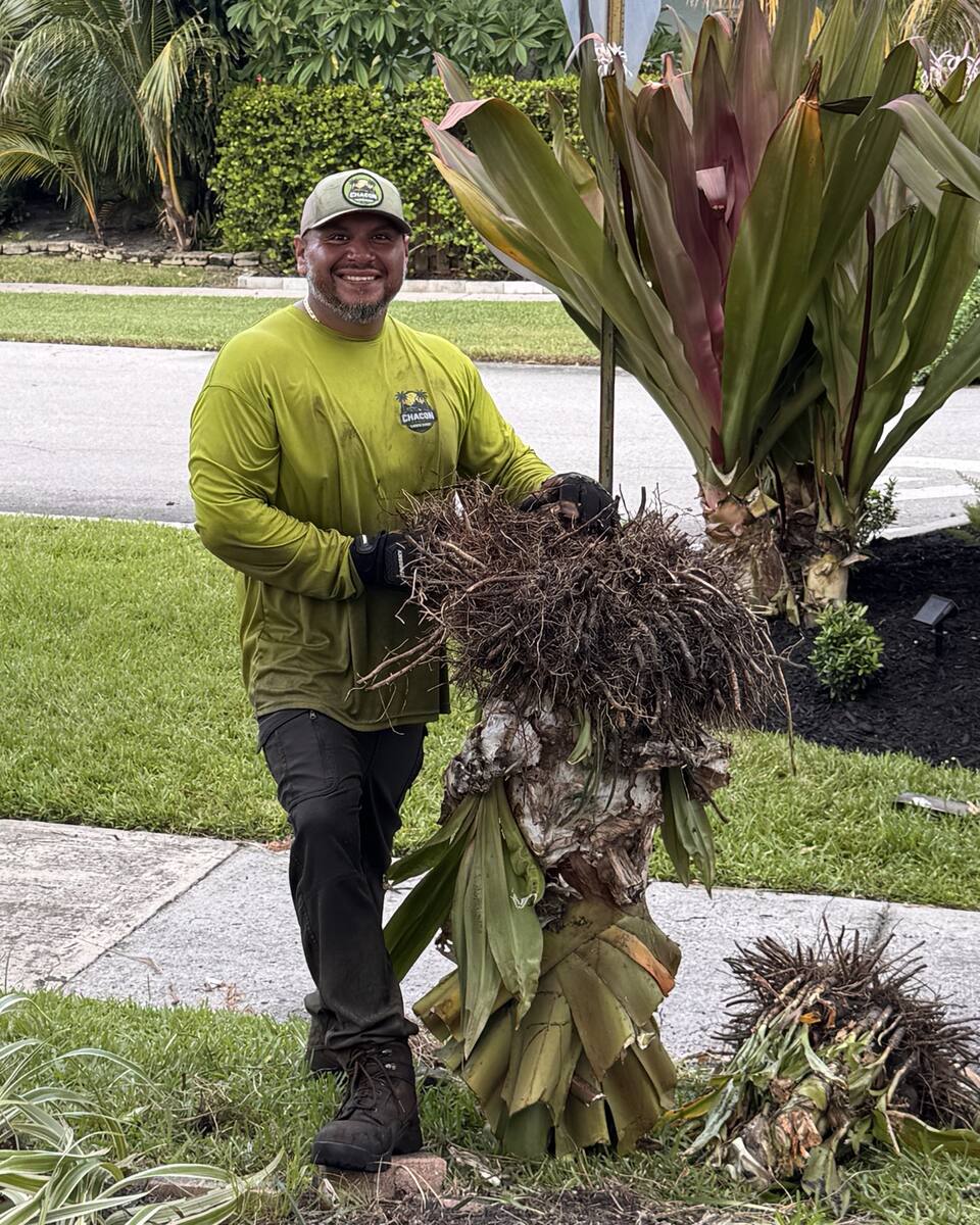 Juan smiling in his Chacon Family Lawn Care shirt and cap, hauling out an old plant by the root ball.