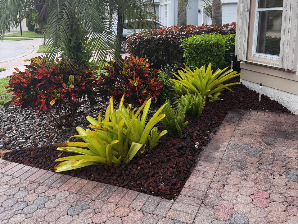 A Boca Raton front corner bed finished in fresh red lava rock, with crotons and big golden bromeliads.