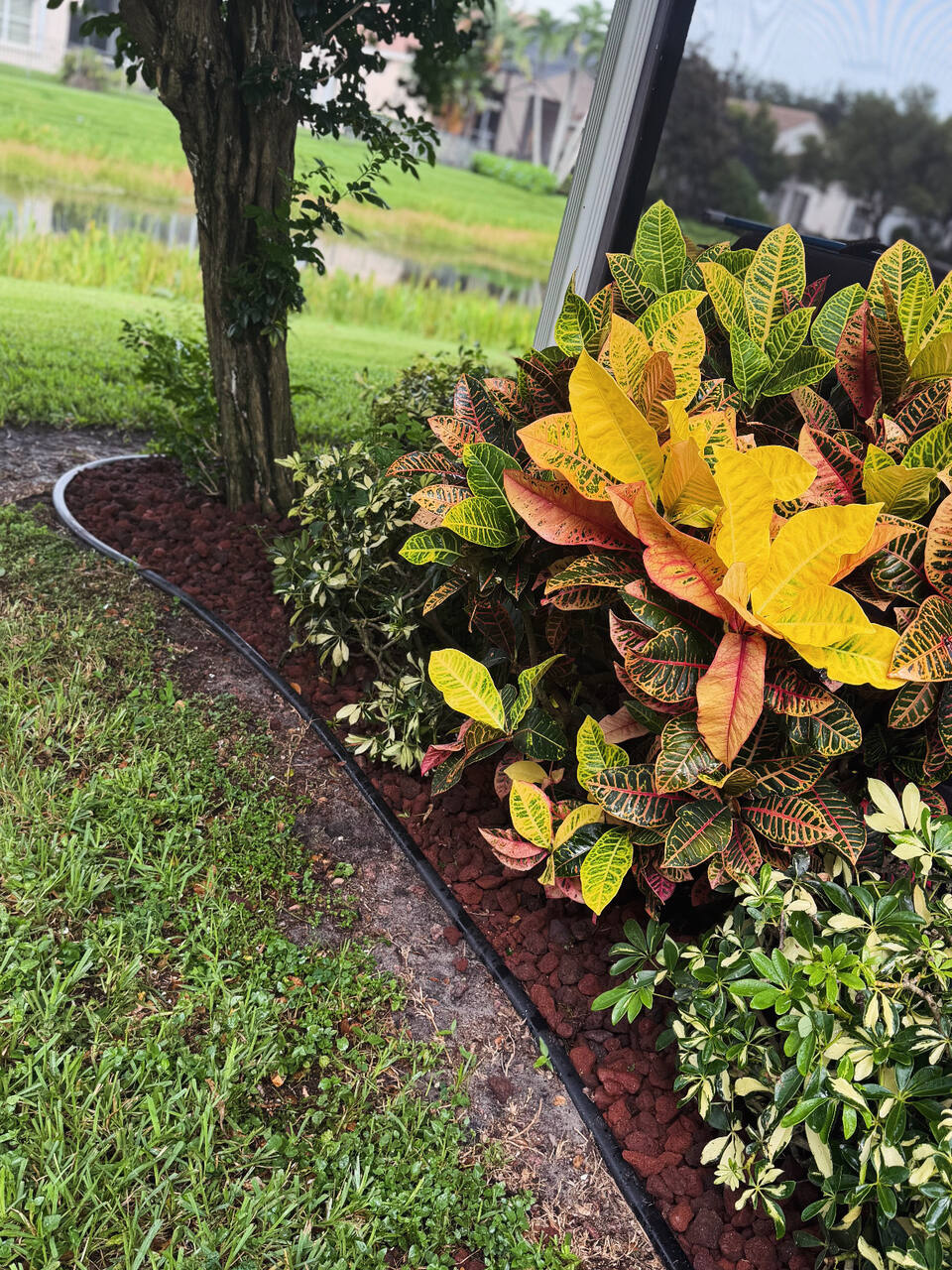 Close on a croton in full colour against fresh red lava rock, with black edging and the lake behind.
